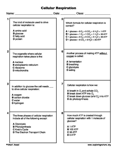 Read Cellular Respiration Questions And Answers Multiple Choice 