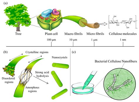 Cellulose From Trees