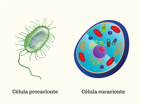 Celula Eucarionte E Procarionte