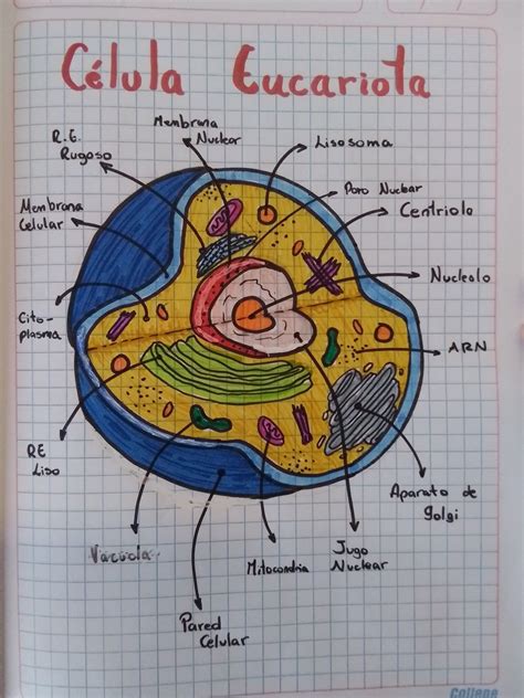 Celula Eucariota Dibujo