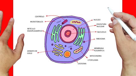 Celula Para Dibujar