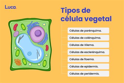 Celulas Vegetal Partes