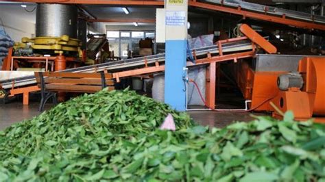 cennet çay fabrikası 