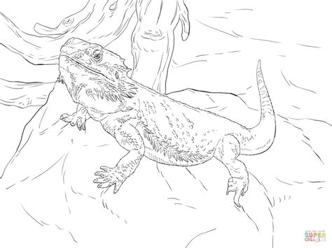 Central Bearded Dragon Coloring Page Bearded Dragon Lizard Coloring Pages - Bearded Dragon Lizard Coloring Pages
