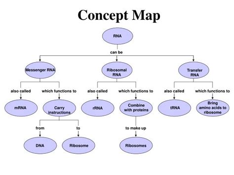 Central Dogma Concept Map