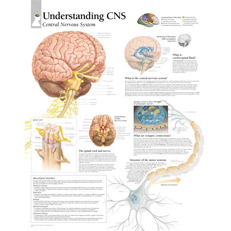 Central Nervous System Chart