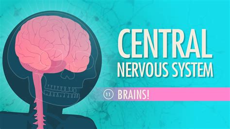 Central Nervous System Crash Course Anatomy Amp Physiology Central Nervous System Worksheet Answers - Central Nervous System Worksheet Answers