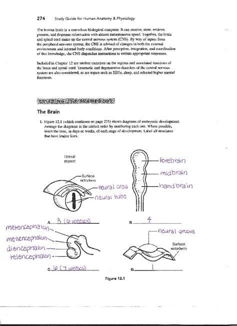central nervous system packet answer key