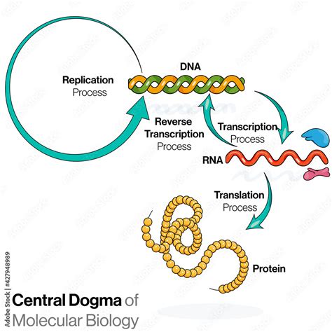 Full Download Central Dogma Of Molecular Biology Boston University 