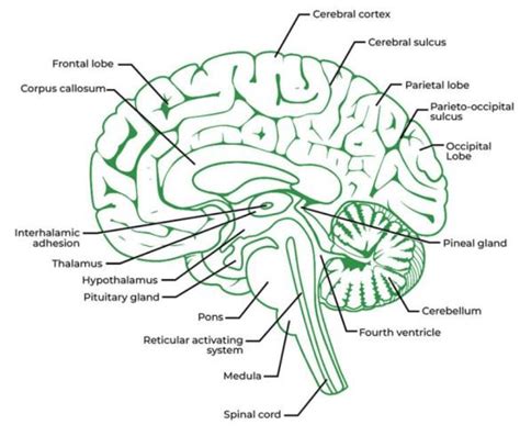 Download Central Nervous System Brain Answer Key 