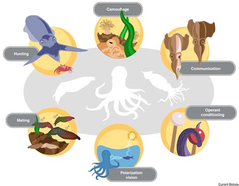 cephalopod behaviour
