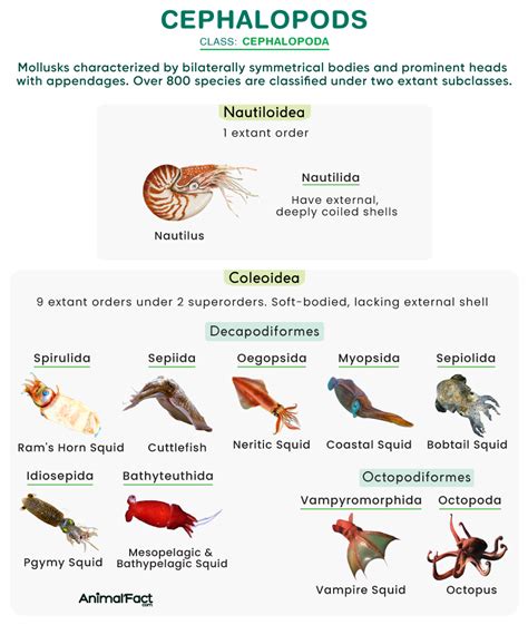 Cephalopoda Characteristics