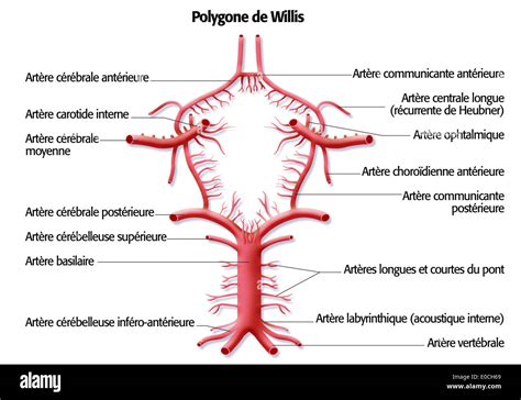 Cercle De Willis