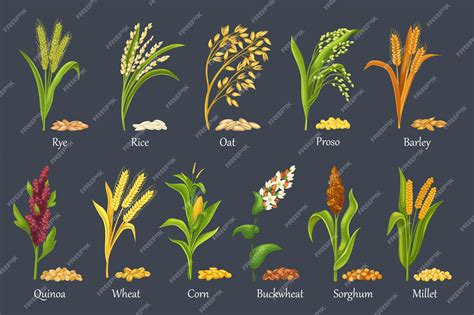 Read Cereal Crops Rice Maize Millet Sorghum Wheat 