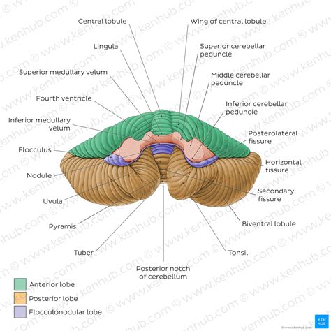 Cerebellum The Biology Corner Label The Brain Worksheet Answers - Label The Brain Worksheet Answers
