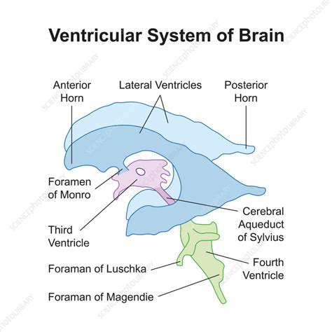 Cerebral Ventricular System