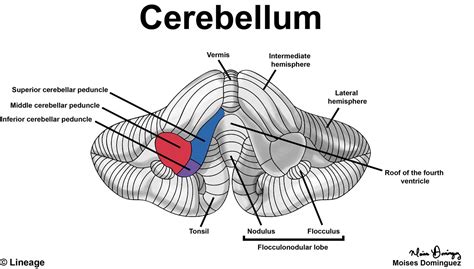 Cerebrocerebellum