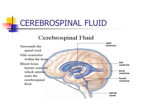 Cerebrospinal Fluid Ppt