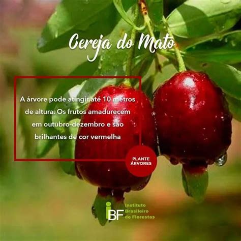 Cereja Do Mato