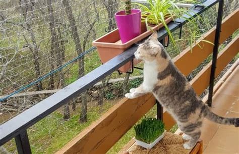 ¡Cerramiento de Terraza para Gatos: Protege y Felicita a tu Felino!