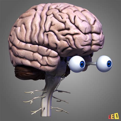 cervello 3d