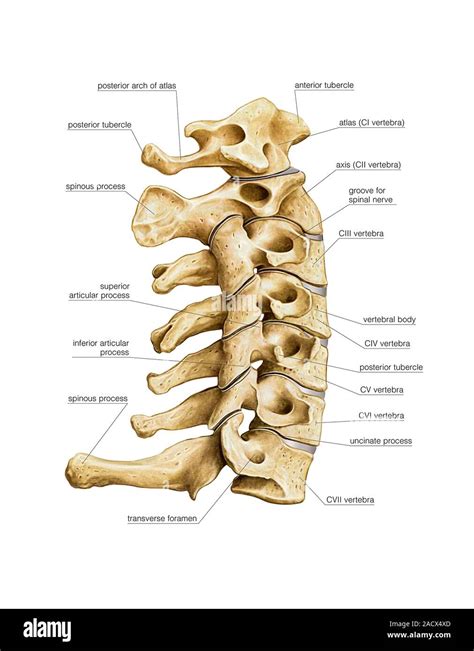 Cervical Column Anatomy