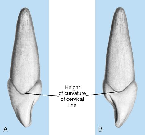 Cervical Line Teeth