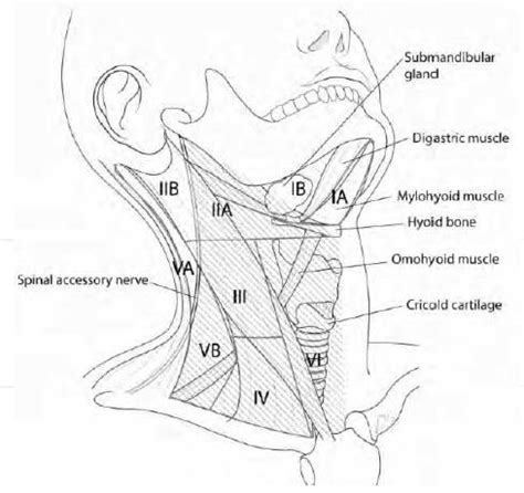 Cervical Lymph Node Levels