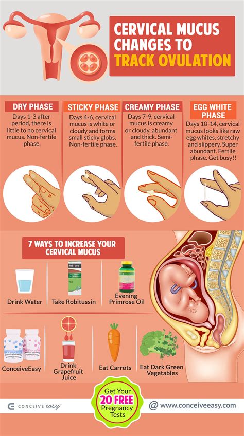 Cervical Mucus And Conception