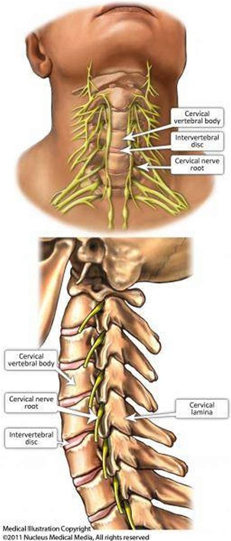 Cervical Nerve Chart