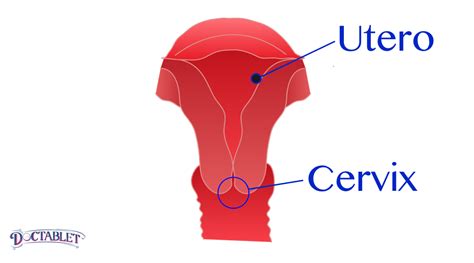 cervix