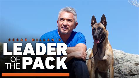 cesar millan be the pack leader