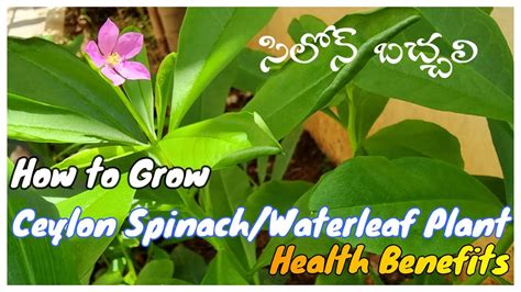 Ceylon Spinach Benefits