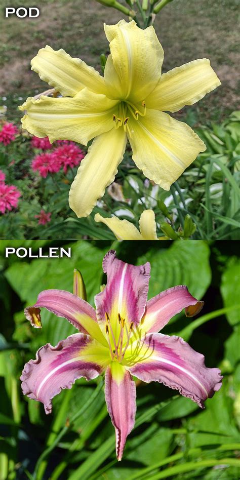 cf. Hyperion X Ocean Spirit - Duluth Daylily Co. - Buy Daylily ...