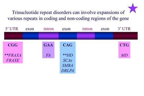 Cga Trinucleotide Repeat