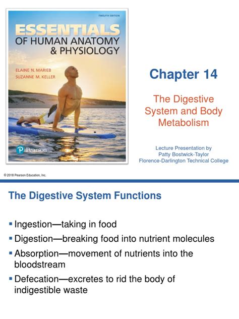 Ch 14 Digestive System Workbook Answers