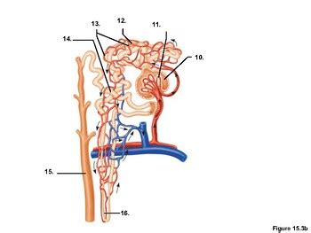 Ch 15 The Urinary System Answers