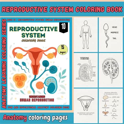 ch 16 reproductive system coloring workbook key