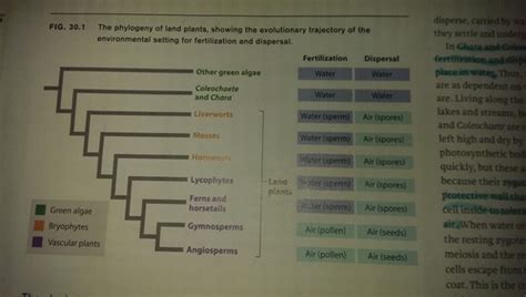 ch 30 plant reproduction Flashcards Quizlet