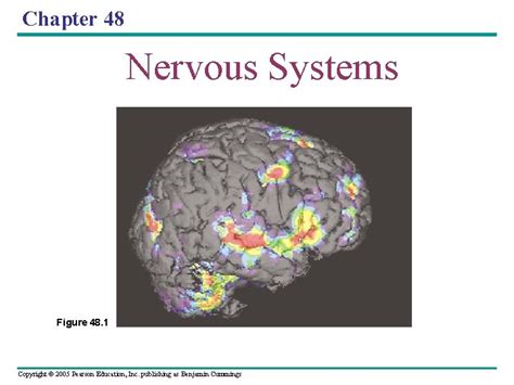 Ch 48 Nervous Systems Study Guide Answers