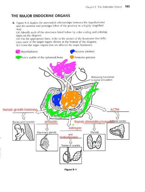 ch 9 endocrine system answer key