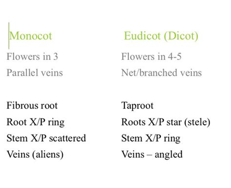 ch. 25 Flashcards Quizlet