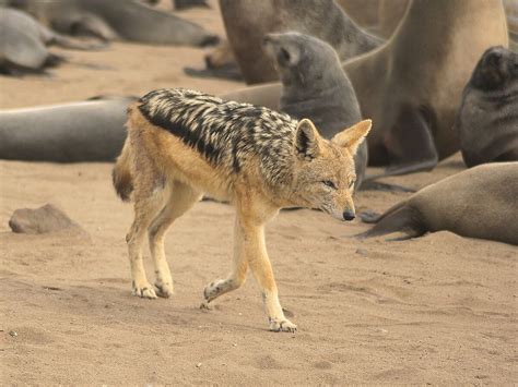 Chacal Wikipedia