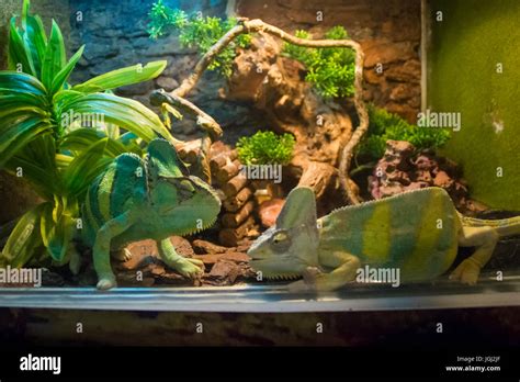 Chamaleons Im Terrarium