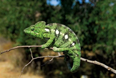 Chameleon Chameleon