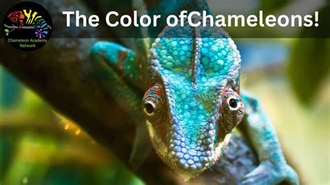chameleon colors