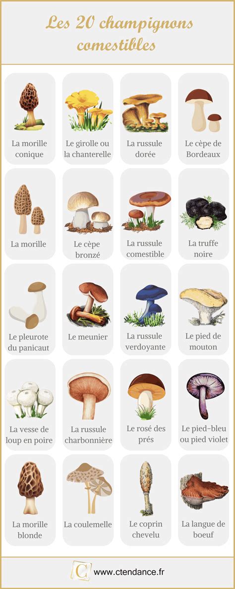 champignons comestibles