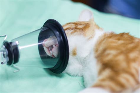 chances of cat dying while under anesthesia? TheCatSite