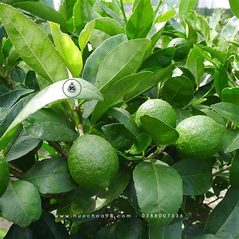 chanh | Bt m cch gim cn lnh mnh