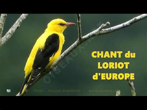 Chant Du Loriot